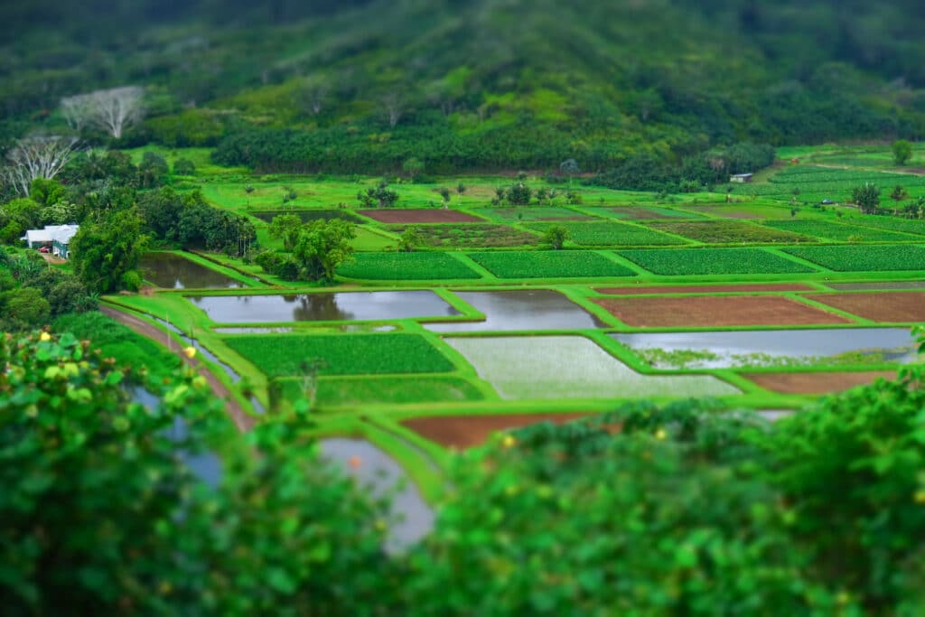 Overlooking Hanalei Valley on Kauaʻi, with vibrant green taro fields, misty mountain backdrops, and scattered farmhouses.