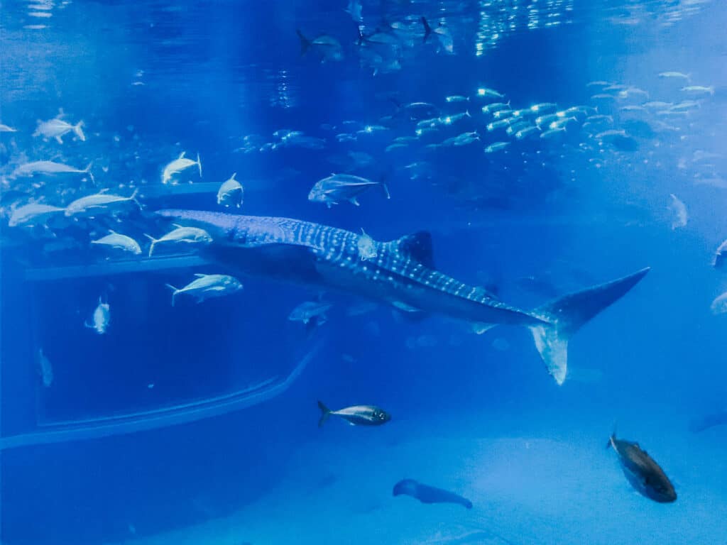 A whale shark and other fish swimming in a large tank at the Osaka Aquarium, viewed from behind the glass.