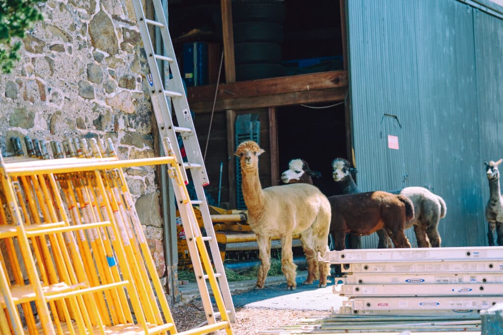 Alpacas
