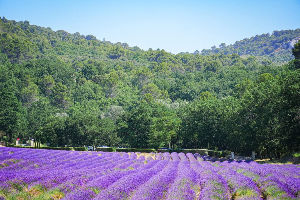 Lavender rows in the Sénanque valley with green hills and a bright blue sky in Provence.