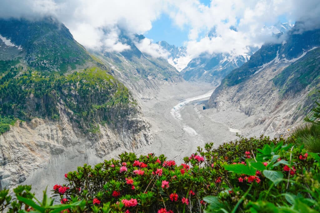 Views over the Mer de Glace galcier from the Signal Forbes trail above the Montevers Train Station on a cloudy day with pink flowers in the foreground.