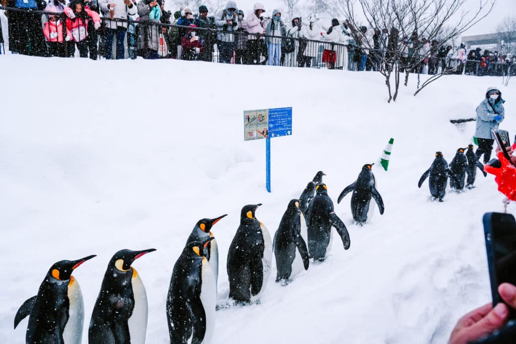 Line of penguins waddles through snow as a bundled-up crowd watches and takes photos.