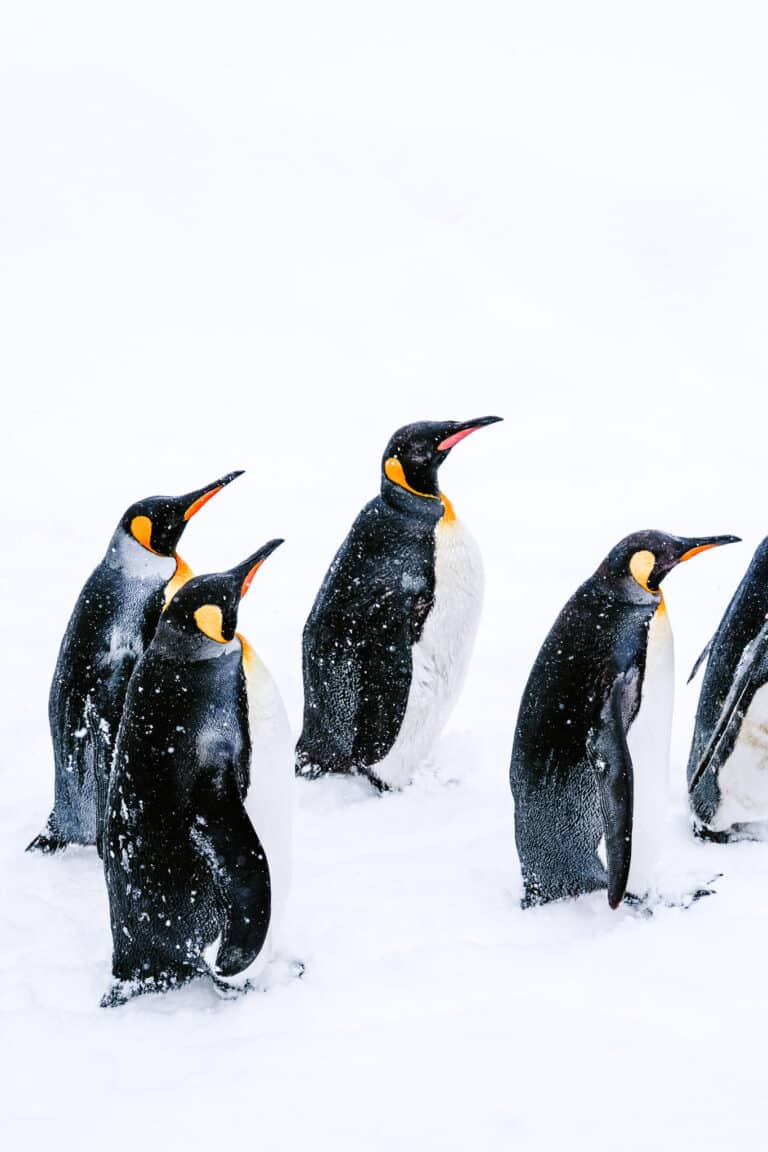 Line of penguins waddles through snow at Asahiyama Zoo