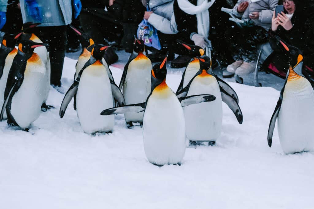 Group of penguins waddling together on snow with the crowd blurred in the background.