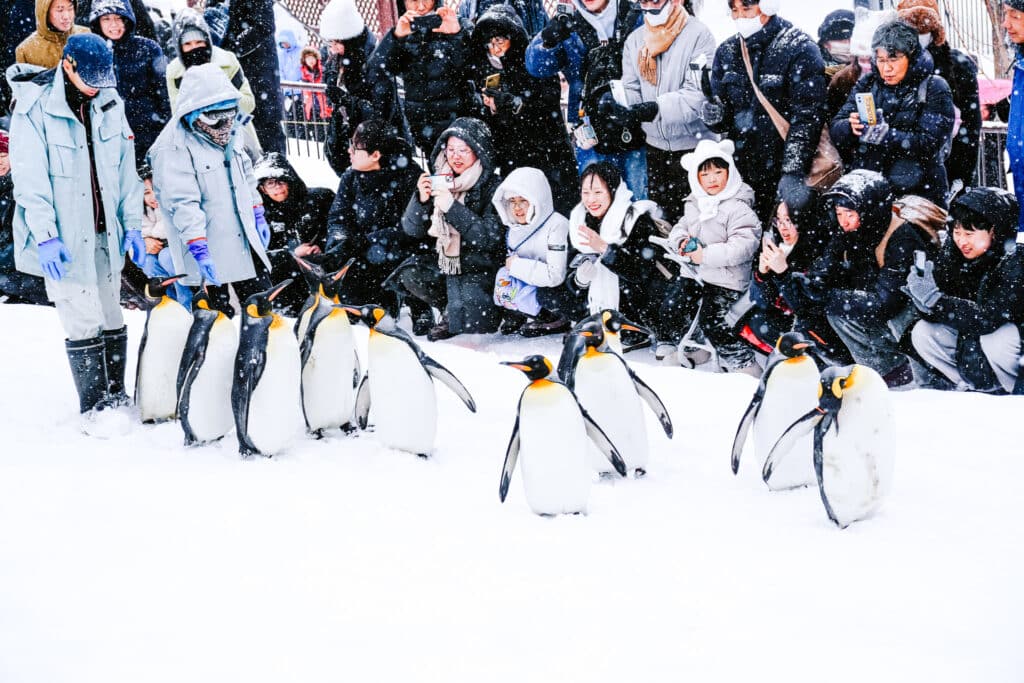 Penguins pass by as visitors raise cameras along the snowy route.
