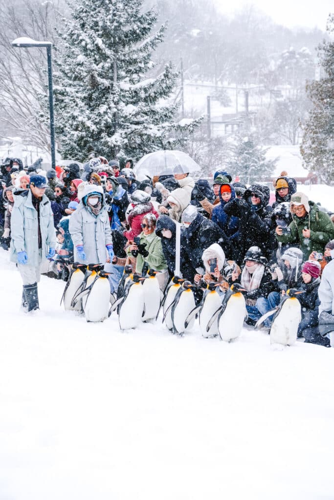 Penguins parade past a bundled crowd along the snowy Asahiyama Zoo penguin-walk route.