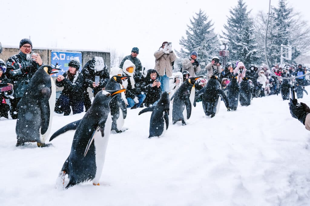 Zoo staff in blue jackets guide penguins along the snowy path during the penguin walk.