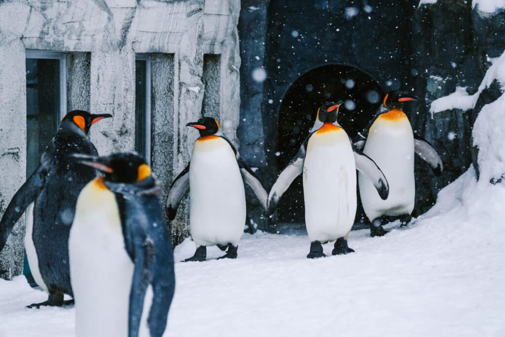 Five King penguins huddled together in the snow.