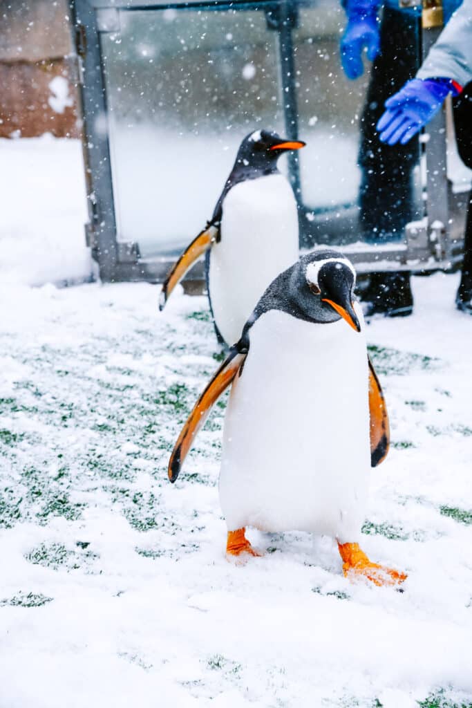 Close-up of Gentoo penguin stepping across snow near the water while staff stand nearby.