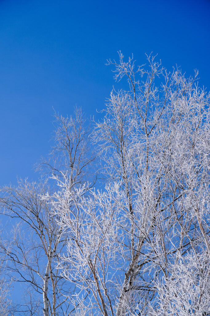 Frosted white birch trees against a clear blue sky near Shirogane Onsen, Hokkaido.