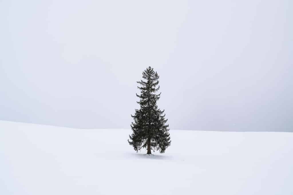 A minimalist winter landscape in Biei, Japan, featuring a single small evergreen tree standing alone in an expansive white snow field under a pale sky.