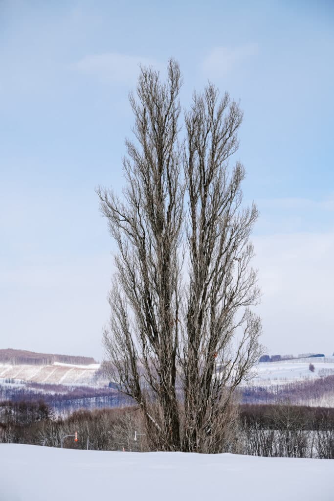 The iconic Ken and Mary Tree standing tall against a snowy mountain backdrop on Biei's Patchwork Hills road trip route