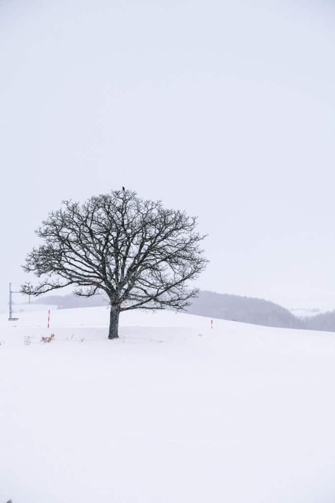 The Seven Stars Tree standing alone in a wide snowy field on the Biei Patchwork Hills road trip in Hokkaido