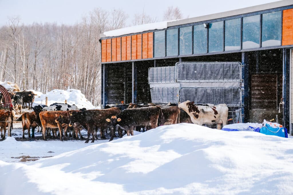 Brown and white cows standing in a snowy field outside the farm buildings at La Laiterie Biei