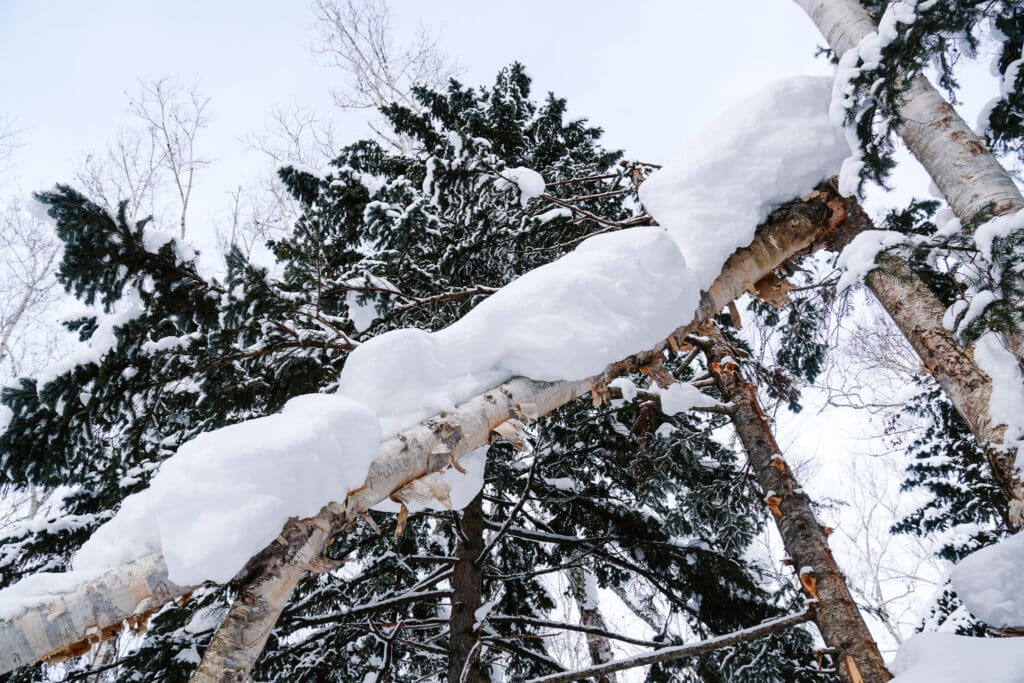 Snow-covered tree branch in the Shirogane forest during winter