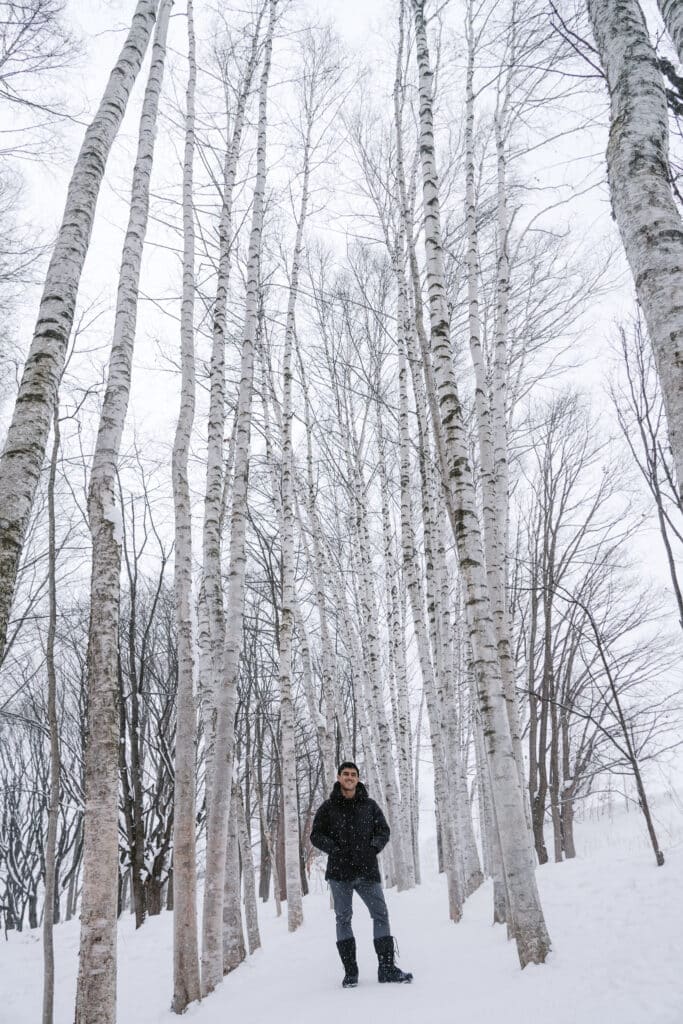 White birch trees covered in snow at Takushinkan gallery in Biei, Hokkaido winter