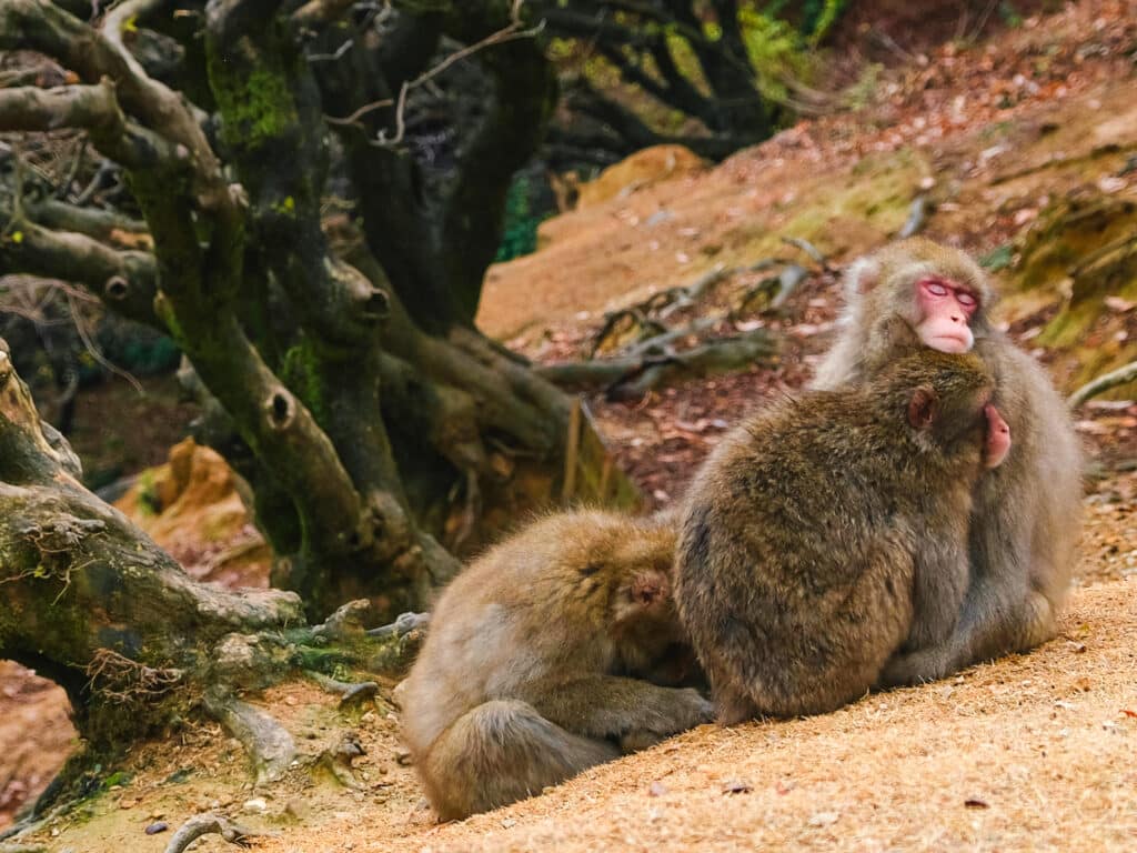 Three monkeys cuddling at the Arashiyama Monkey Park in Autumn