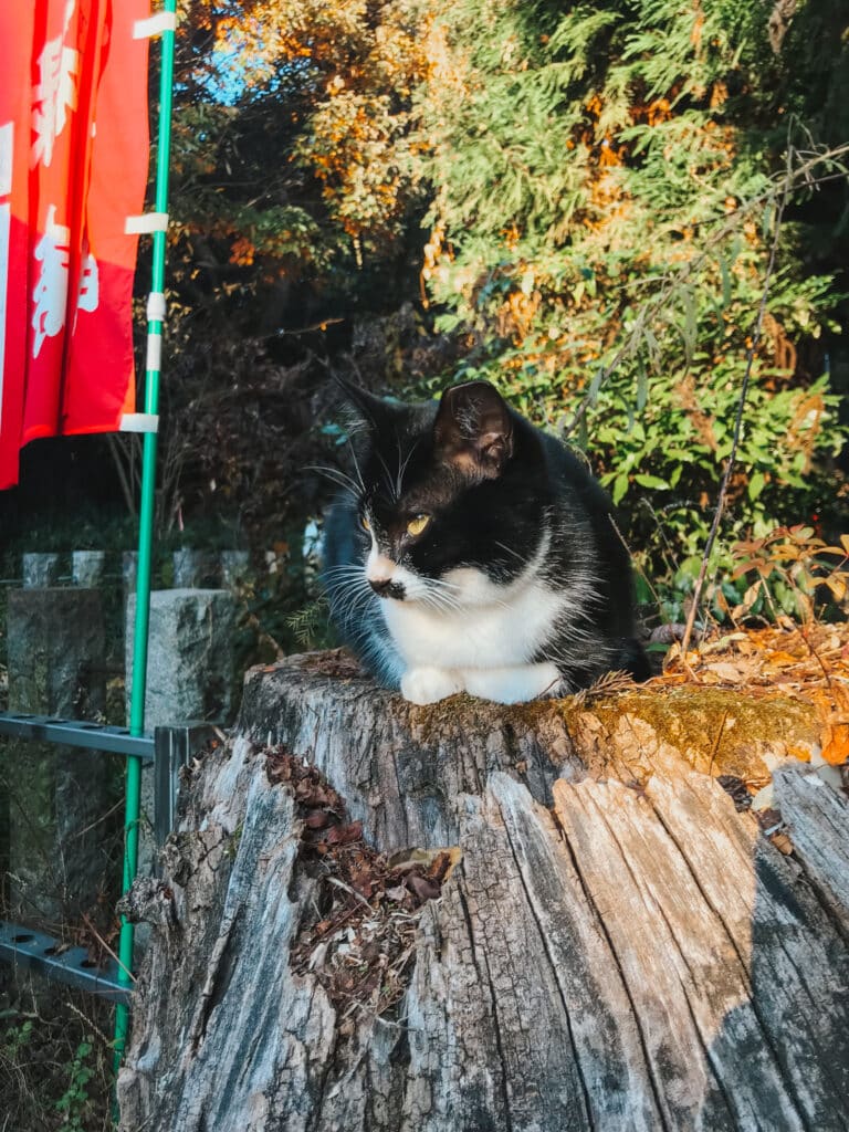 The famous black and white cat that lives in a shrine on Mount Inari