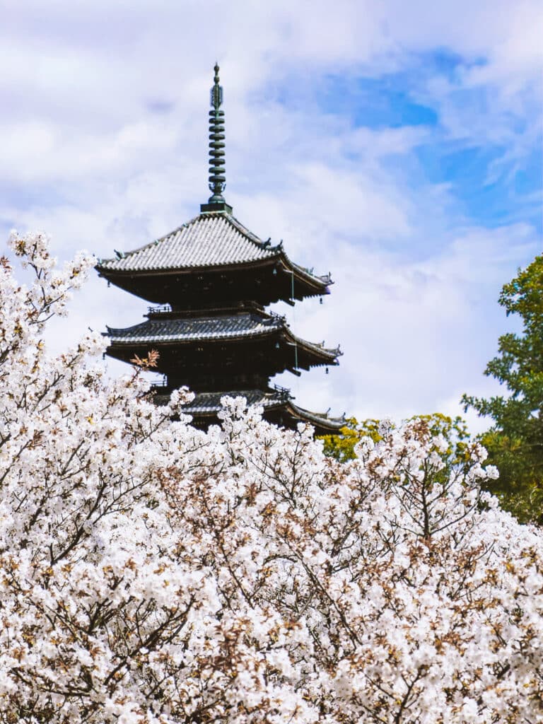 The multi-story pagoda of Ninna-ji temple, framed by cherry blossoms on a spring day