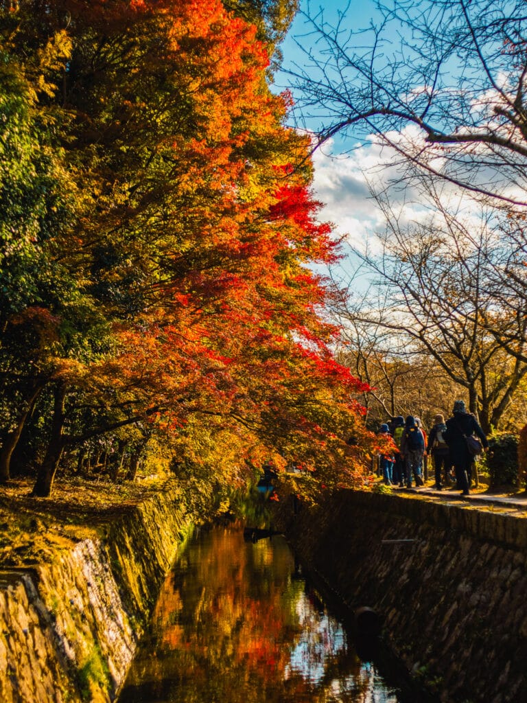 Some parts of the Philosopher's Path is fringed by Japanese Maple Trees which turn a fiery red color in autumn