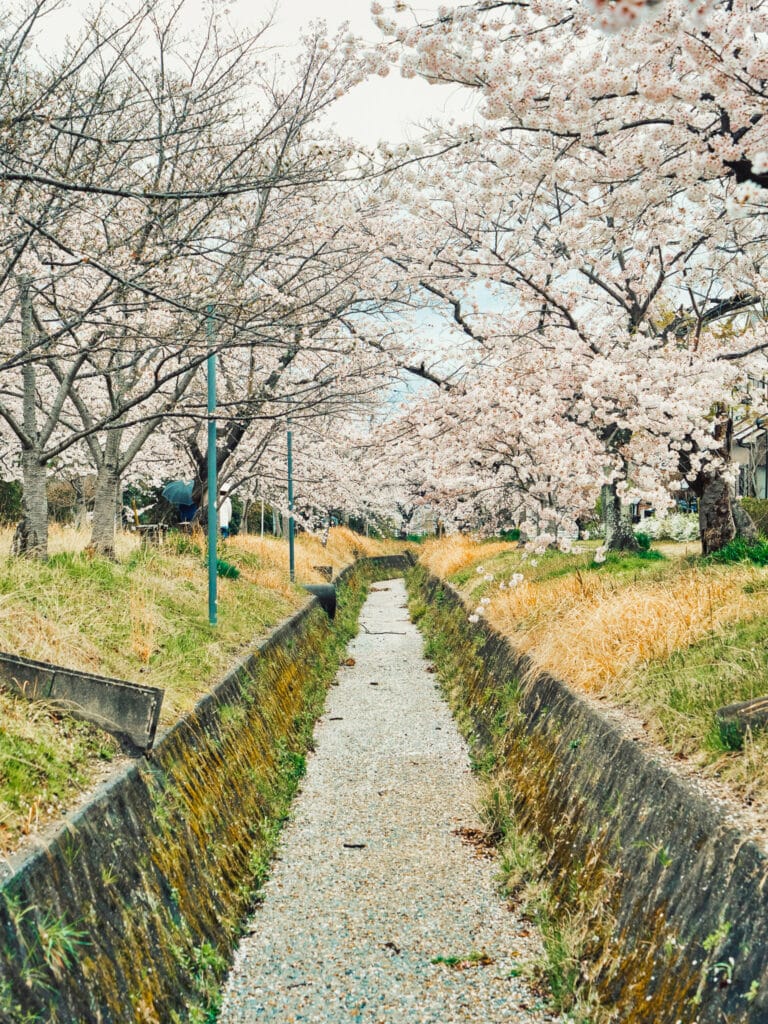The philosopher's path in Higashiyama, Kyoto in spring time with cherry blossoms