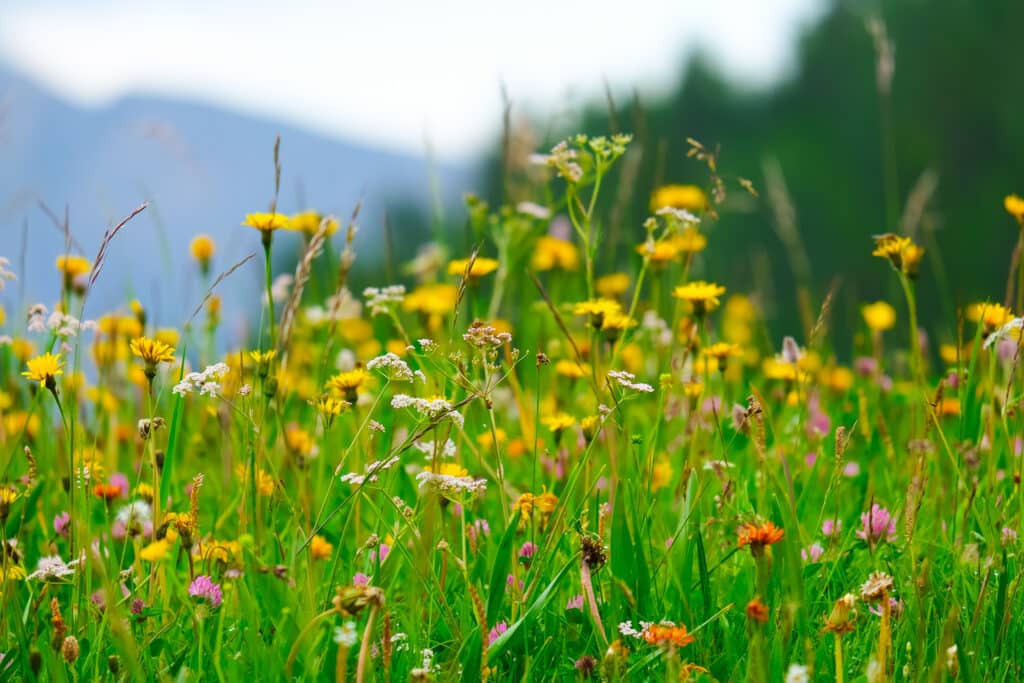 Close-up of colourful alpine wildflowers including yellow dandelions, pink clover and white flowers blooming in a summer meadow at Alpe di Siusi, Dolomites, Italy