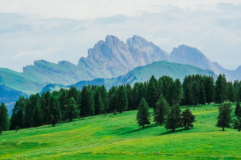 Dramatic Dolomite mountain peaks rising above a green pine forest and rolling meadows at Alpe di Siusi, South Tyrol, Italy, under a misty summer sky