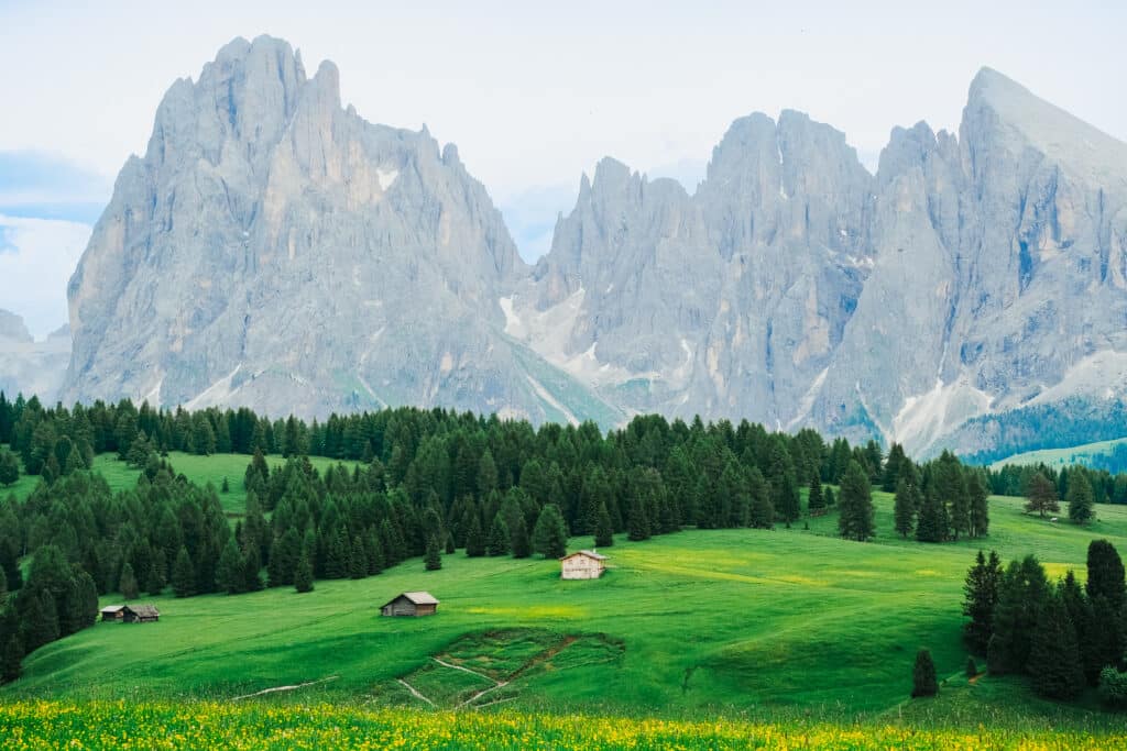Wide landscape view of Alpe di Siusi with vivid green meadows, yellow wildflowers, wooden alpine huts and the jagged Sassolungo Dolomite peaks in the background