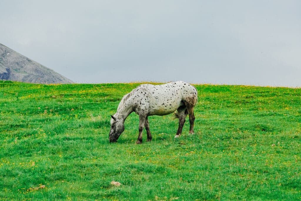 A white spotted horse grazing on a lush green mountain meadow at Alpe di Siusi in the Dolomites, South Tyrol, with rocky mountain slopes in the background