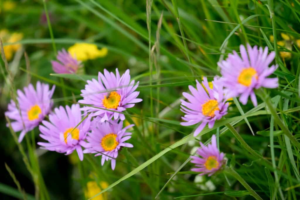 Macro close-up of purple alpine aster wildflowers with yellow centres growing in a green meadow at Alpe di Siusi, Dolomites, South Tyrol, Italy