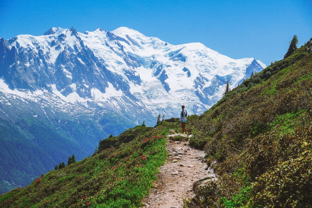 Lone hiker walking a narrow trail lined with red rhododendrons toward the snow-covered Mont Blanc massif, Chamonix