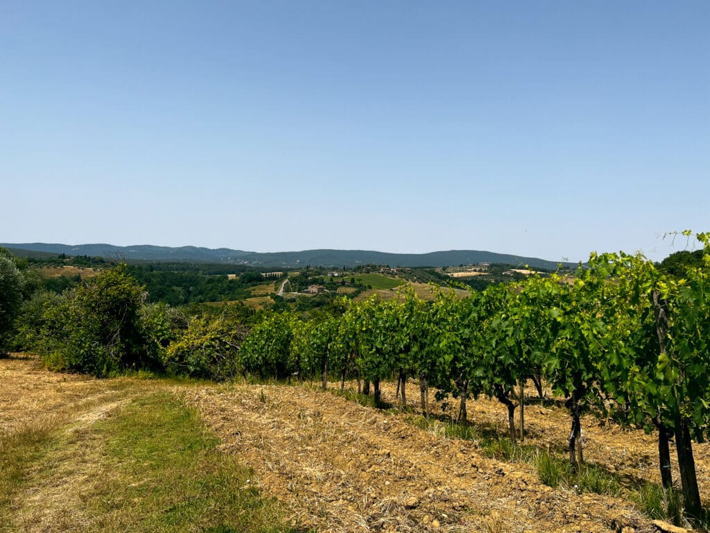 Wide view across the Chianti vineyard rows and rolling hills surrounding Agriturismo Marciano outside Siena.