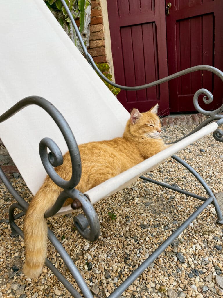 Ginger tabby cat curled up asleep on a wrought-iron lounge bench beside the red guesthouse door at Agriturismo Marciano.