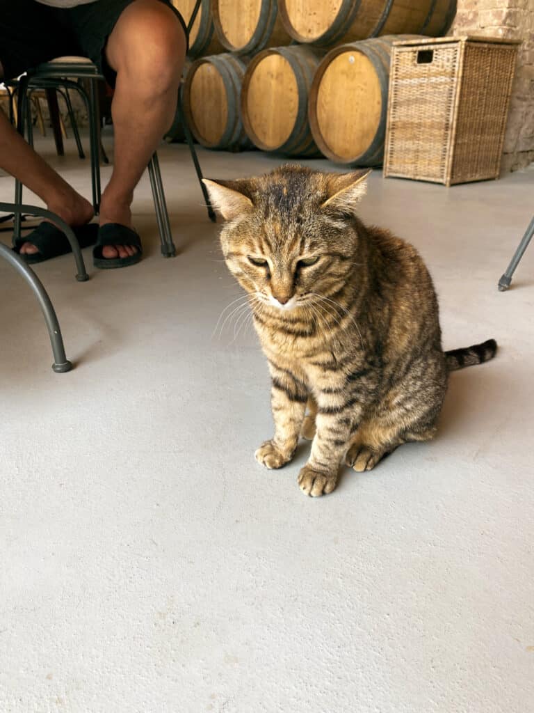 Tabby cat sitting on the cellar floor in front of a row of oak wine barrels at Agriturismo Marciano in Tuscany.