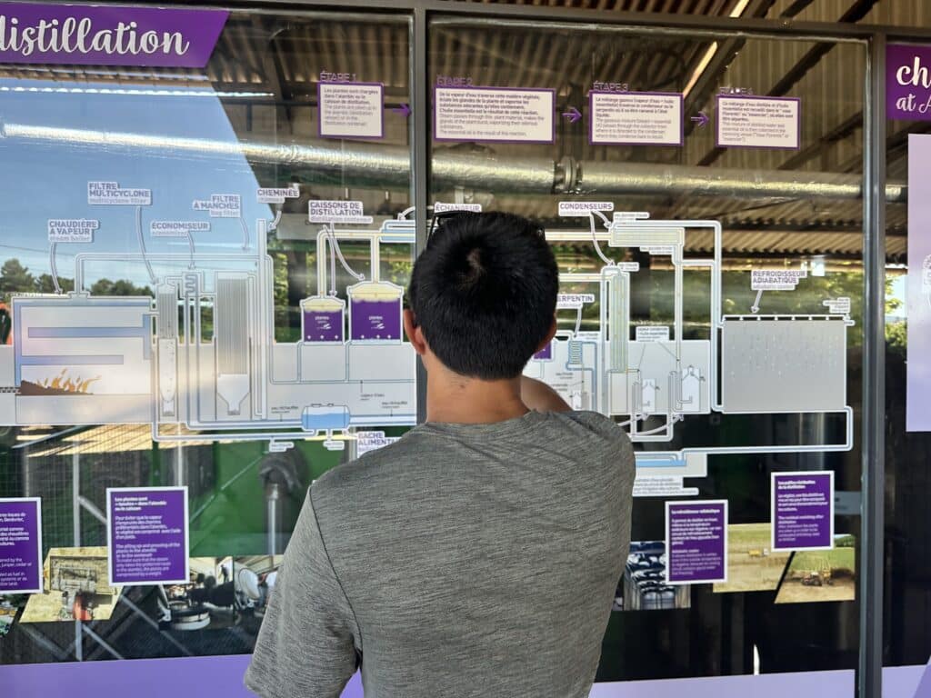 Travel Buddy engrossed in a processing diagram of how to distill lavender essential oils