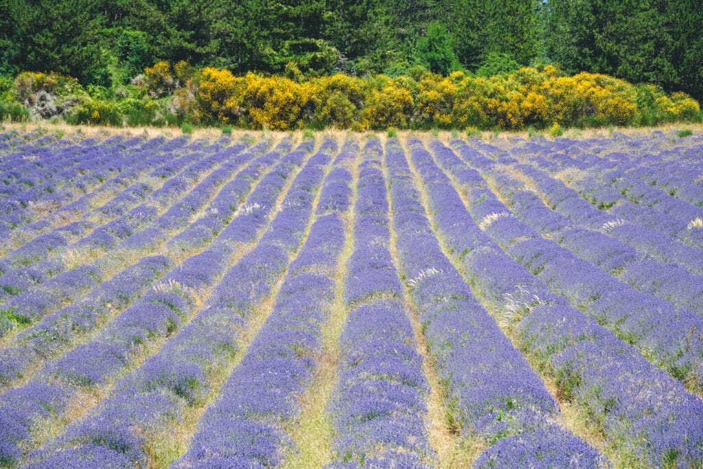 Rows of blooming lavender with yellow Spanish broom shrubs in the background on the Sault plateau in Provence