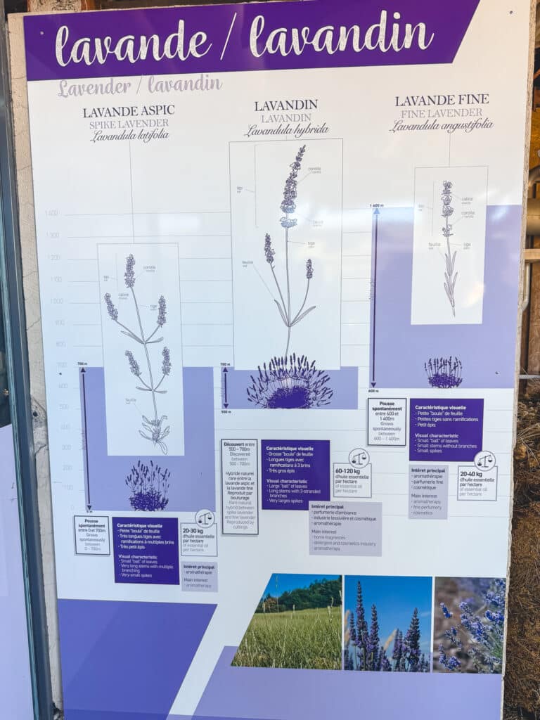 Information panel comparing spike lavender, lavandin and fine lavender varieties at a Sault plateau distillery
