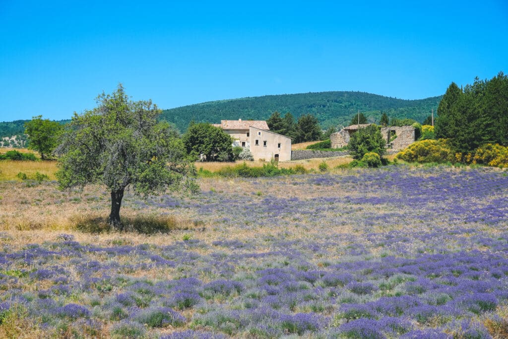 Traditional Provençal stone farmhouse beside an olive tree and a blooming lavender field on the Sault plateau