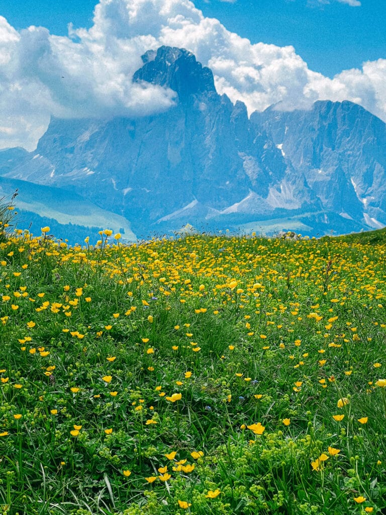 A vivid buttercup meadow in full bloom below the Sassolungo massif, Seceda, Dolomites, Italy