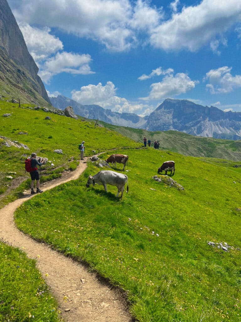Hikers and grazing alpine cows along a winding meadow trail below the Dolomite peaks, Seceda, Italy