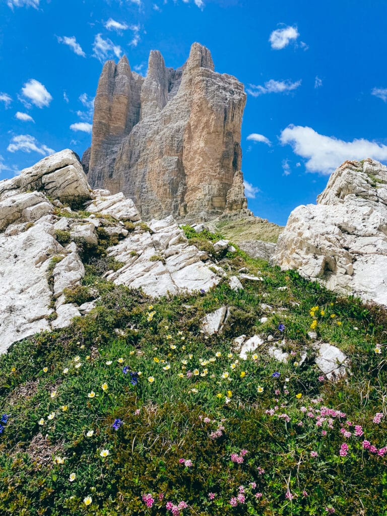 Yellow, pink and white alpine wildflowers blooming on a rocky bank below a tower of the Tre Cime di Lavaredo