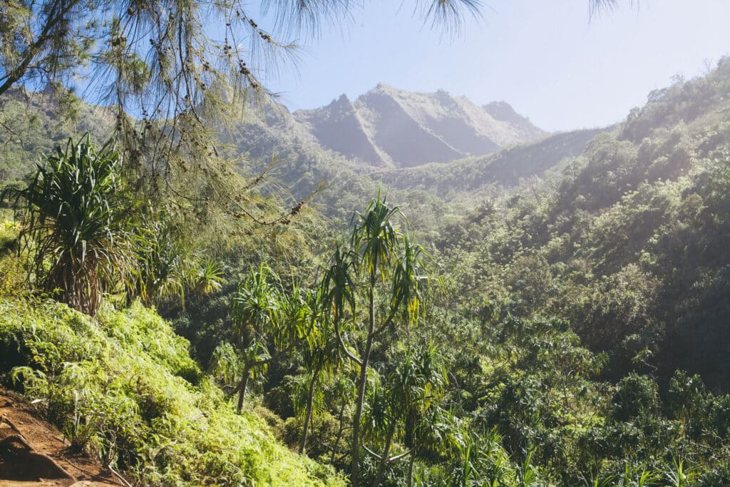 Lush green mountain ridges and hala trees seen from the red-dirt Kalalau Trail, Hāʻena State Park, Kauaʻi