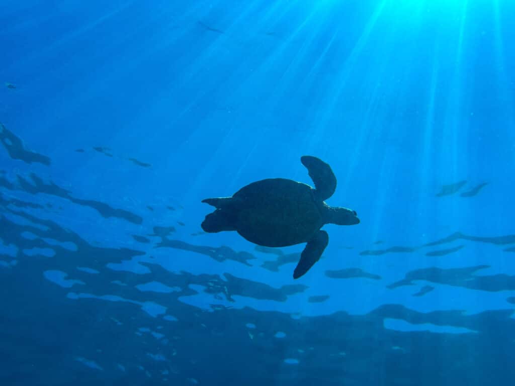 Green sea turtle (honu) silhouetted against sunbeams in clear blue Hawaiian water while snorkeling, Kauaʻi