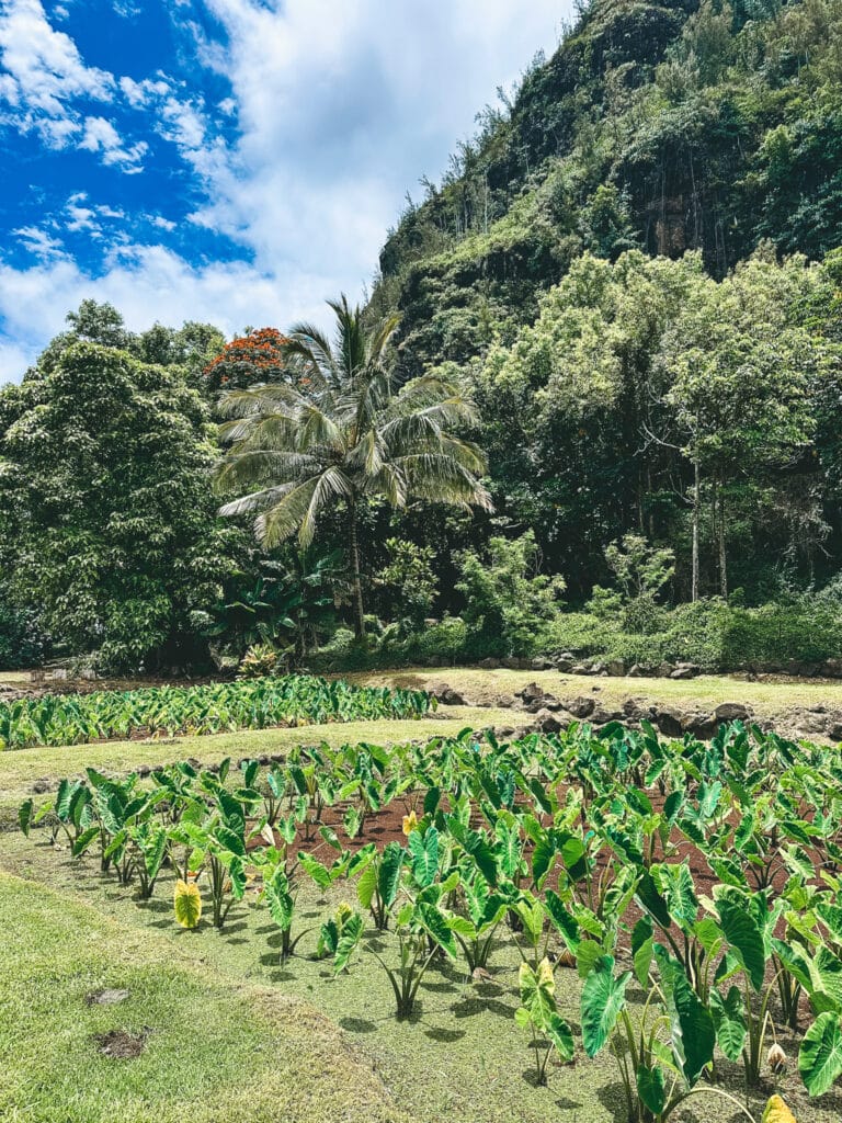 Restored taro loʻi backed by towering green mountains at Hāʻena State Park, Kauaʻi